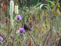 Papilio polyxenes