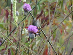 Papilio polyxenes