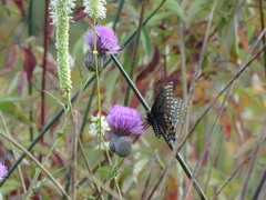 Papilio polyxenes