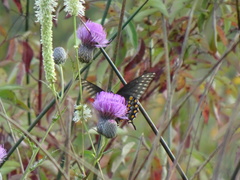 Papilio polyxenes