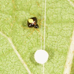 Theridula