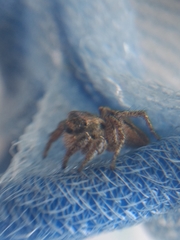 Habronattus