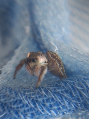 Habronattus