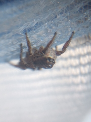 Habronattus