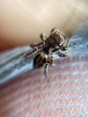Habronattus