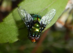 Amenia chrysame