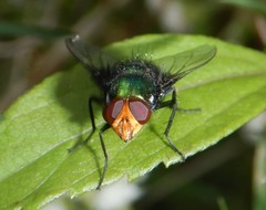 Amenia chrysame