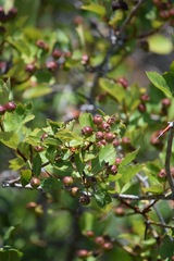 Crataegus castlegarensis