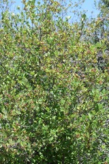 Crataegus castlegarensis
