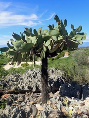 Consolea moniliformis