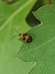 Coleoptera