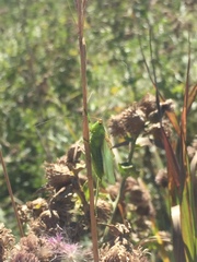 Orchelimum gladiator