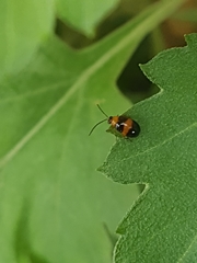 Coleoptera
