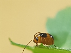 Coleoptera