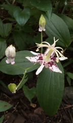 Tricyrtis macropoda