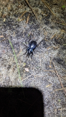 Carabus sylvosus