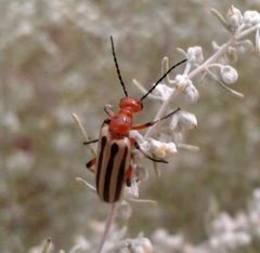 Pyrota bilineata