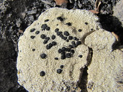 Tephromelataceae