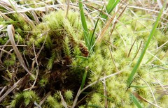 Breutelia pendula