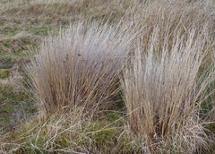 Schoenus pauciflorus