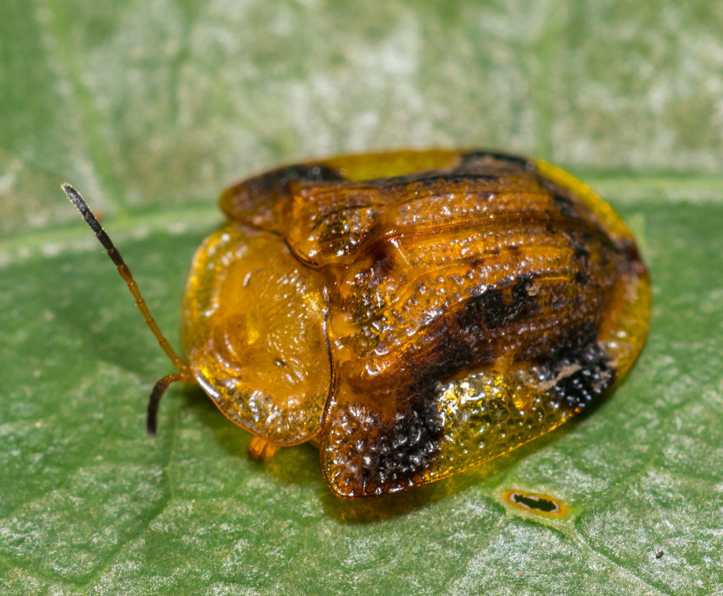 Nepalese Turtle Beetle