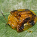 Laccoptera nepalensis - Photo (c) portioid, some rights reserved (CC BY-SA), uploaded by portioid