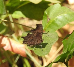 Polygonia oreas