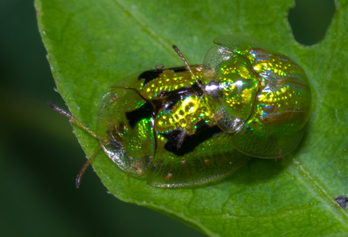 Green Tortoise Beetle photo 3