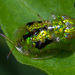 Green Tortoise Beetle - Photo (c) portioid, some rights reserved (CC BY-SA), uploaded by portioid