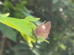 Horaga albimacula triumphalis