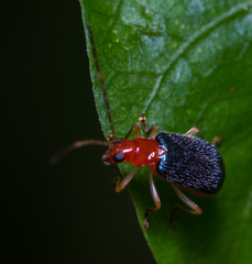 Trichobalya bowringii