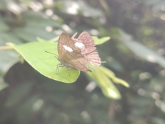 Horaga albimacula triumphalis
