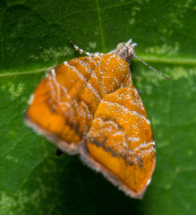 Choreutis achyrodes
