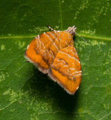 Choreutis achyrodes
