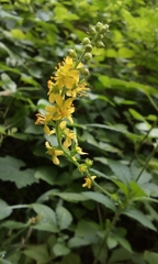 Agrimonia pilosa japonica