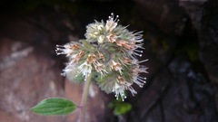 Phacelia secunda pinnata