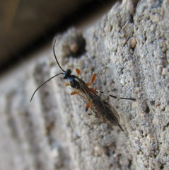 Oxyrrhexis carbonator