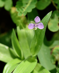 Murdannia nudiflora