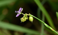 Murdannia nudiflora