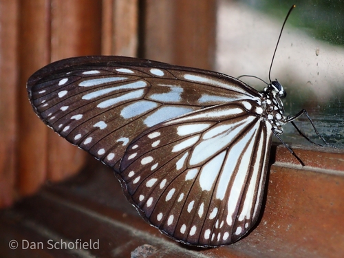 Grey Glassy Tiger