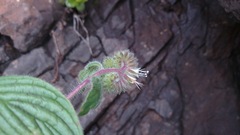 Phacelia secunda pinnata
