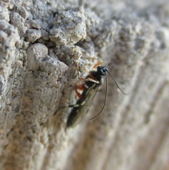 Oxyrrhexis carbonator