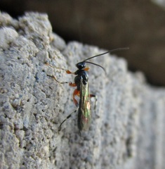 Oxyrrhexis carbonator