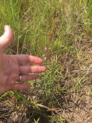 Desmodium tenuifolium