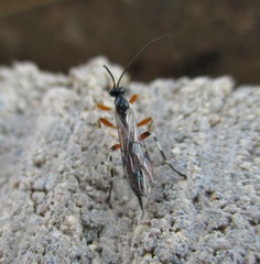 Oxyrrhexis carbonator