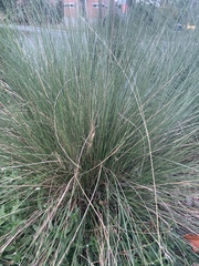 Poa cita
