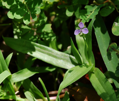 Murdannia nudiflora