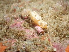 Eupentacta quinquesemita