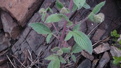 Phacelia secunda pinnata