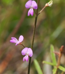 Desmodium tenuifolium